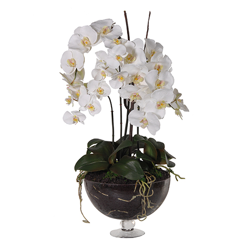 WHITE ORCHID PHAL.PLANTS