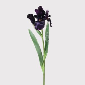 The Dark Purple Iris Stem is magic